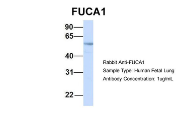 FUCA1 Rabbit Polyclonal Antibody