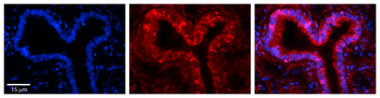 GSR Rabbit Polyclonal Antibody