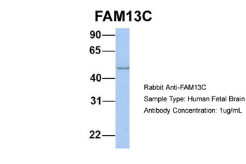FAM13C1 Rabbit Polyclonal Antibody
