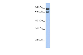 CFAP157 Rabbit Polyclonal Antibody