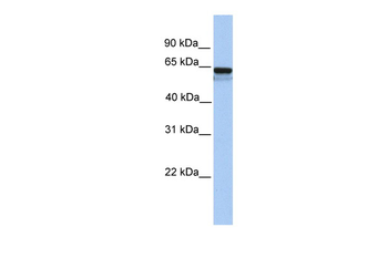 LCK Rabbit Polyclonal Antibody