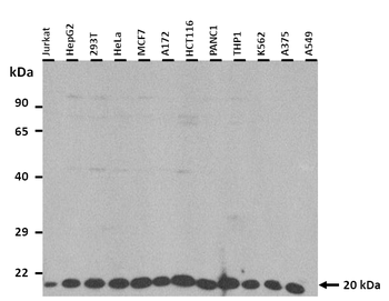 ARF6 Rabbit Polyclonal Antibody