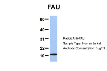 FAU Rabbit Polyclonal Antibody