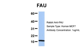 FAU Rabbit Polyclonal Antibody