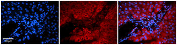 FAU Rabbit Polyclonal Antibody