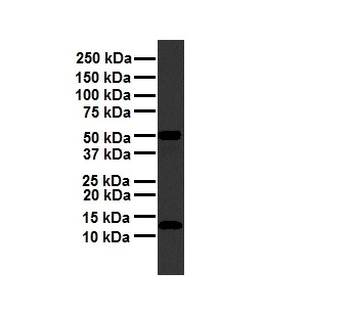 FAU Rabbit Polyclonal Antibody