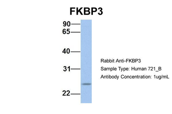 FKBP3 Rabbit Polyclonal Antibody