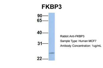 FKBP3 Rabbit Polyclonal Antibody