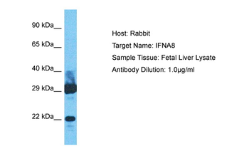 IFNA8 Rabbit Polyclonal Antibody
