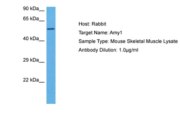 Amy1a Rabbit Polyclonal Antibody