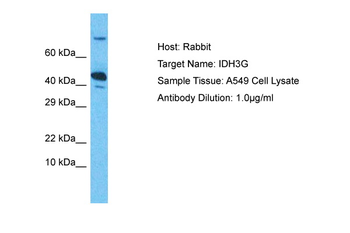 IDH3G Rabbit Polyclonal Antibody