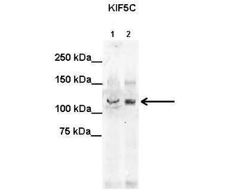KIF5C Rabbit Polyclonal Antibody