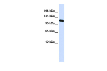 KIF5C Rabbit Polyclonal Antibody