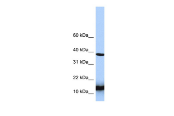 HINT1 Rabbit Polyclonal Antibody
