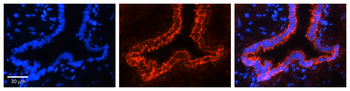 HINT1 Rabbit Polyclonal Antibody