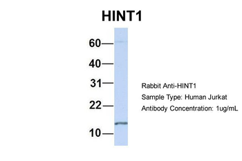 HINT1 Rabbit Polyclonal Antibody