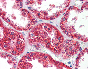 HINT1 Rabbit Polyclonal Antibody