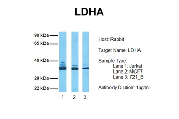 LDHA Rabbit Polyclonal Antibody