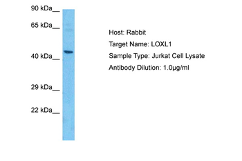 LOXL1 Rabbit Polyclonal Antibody