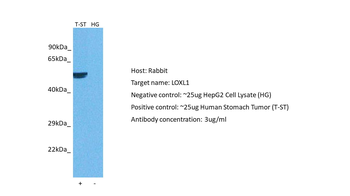 LOXL1 Rabbit Polyclonal Antibody