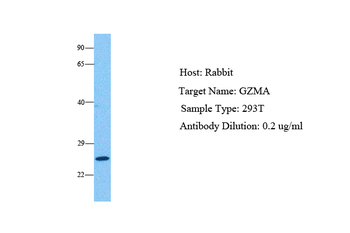 GZMA Rabbit Polyclonal Antibody