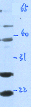 GZMA Rabbit Polyclonal Antibody