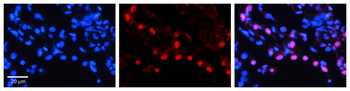 DNAJB1 Rabbit Polyclonal Antibody
