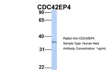 CDC42EP4 Rabbit Polyclonal Antibody