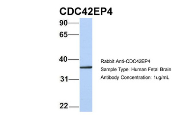 CDC42EP4 Rabbit Polyclonal Antibody