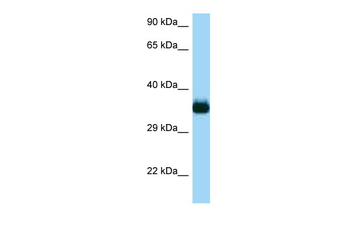 Cdc42ep4 Rabbit Polyclonal Antibody