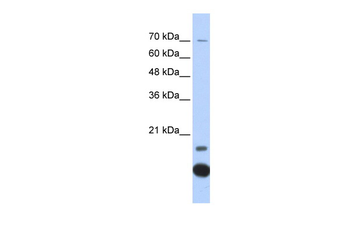TXN2 Rabbit Polyclonal Antibody