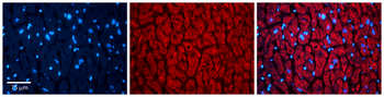 TXN2 Rabbit Polyclonal Antibody