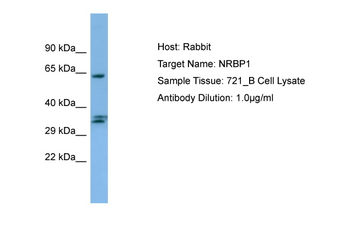 NRBP1 Rabbit Polyclonal Antibody