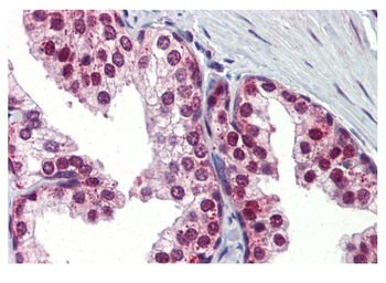 UBQLN1 Rabbit Polyclonal Antibody