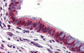 UBQLN1 Rabbit Polyclonal Antibody
