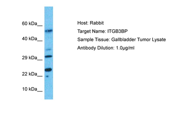 ITGB3BP Rabbit Polyclonal Antibody