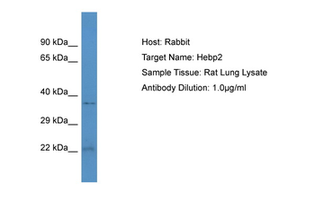 Hebp2 Rabbit Polyclonal Antibody