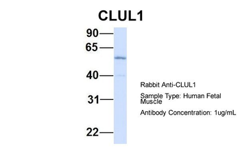 CLUL1 Rabbit Polyclonal Antibody