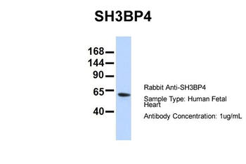 SH3BP4 Rabbit Polyclonal Antibody