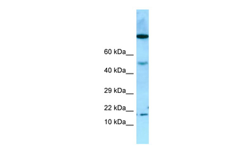 OBP2A Rabbit Polyclonal Antibody