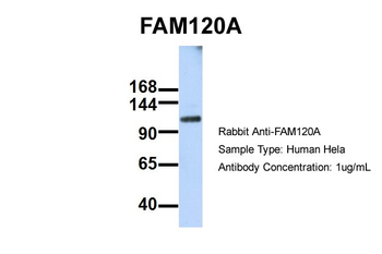 FAM120A Rabbit Polyclonal Antibody