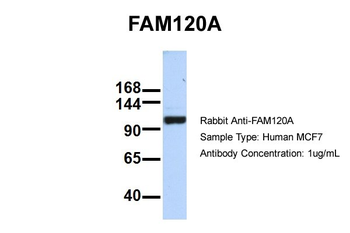 FAM120A Rabbit Polyclonal Antibody