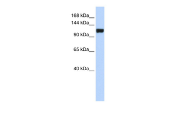 FAM120A Rabbit Polyclonal Antibody
