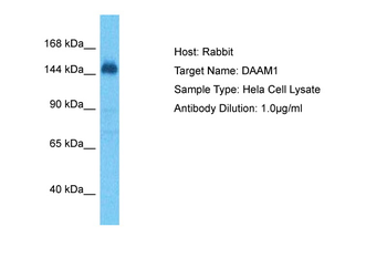 DAAM1 Rabbit Polyclonal Antibody