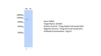 DAAM1 Rabbit Polyclonal Antibody