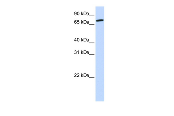 COG4 Rabbit Polyclonal Antibody