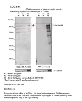 COG4 Rabbit Polyclonal Antibody