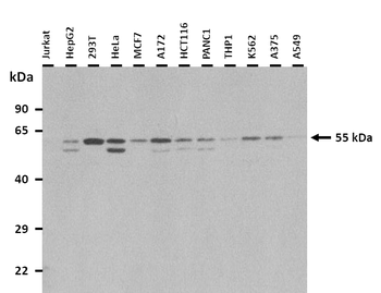 FAM98A Rabbit Polyclonal Antibody