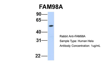 FAM98A Rabbit Polyclonal Antibody