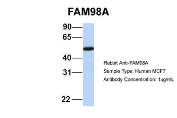 FAM98A Rabbit Polyclonal Antibody